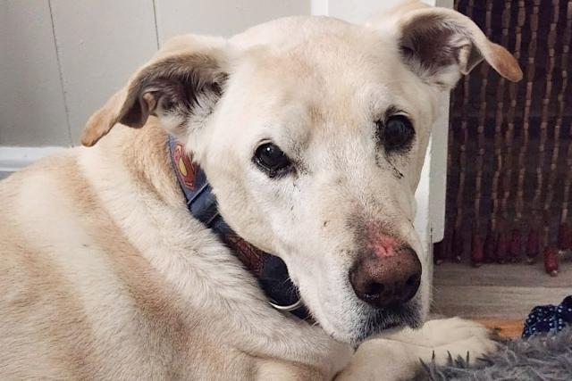 Seen After a Century: A Gray wolf spotted in Los Angeles County for first time in a century